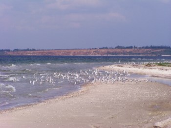 Кінбурнська коса